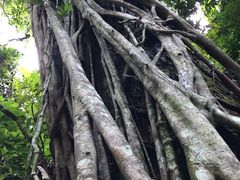 -西双版纳原始森林公园