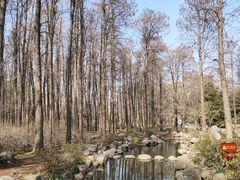 -上海共青森林公园