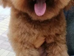 -沐沐家宠物(成寿寺店)