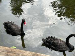 -海南热带野生动植物园