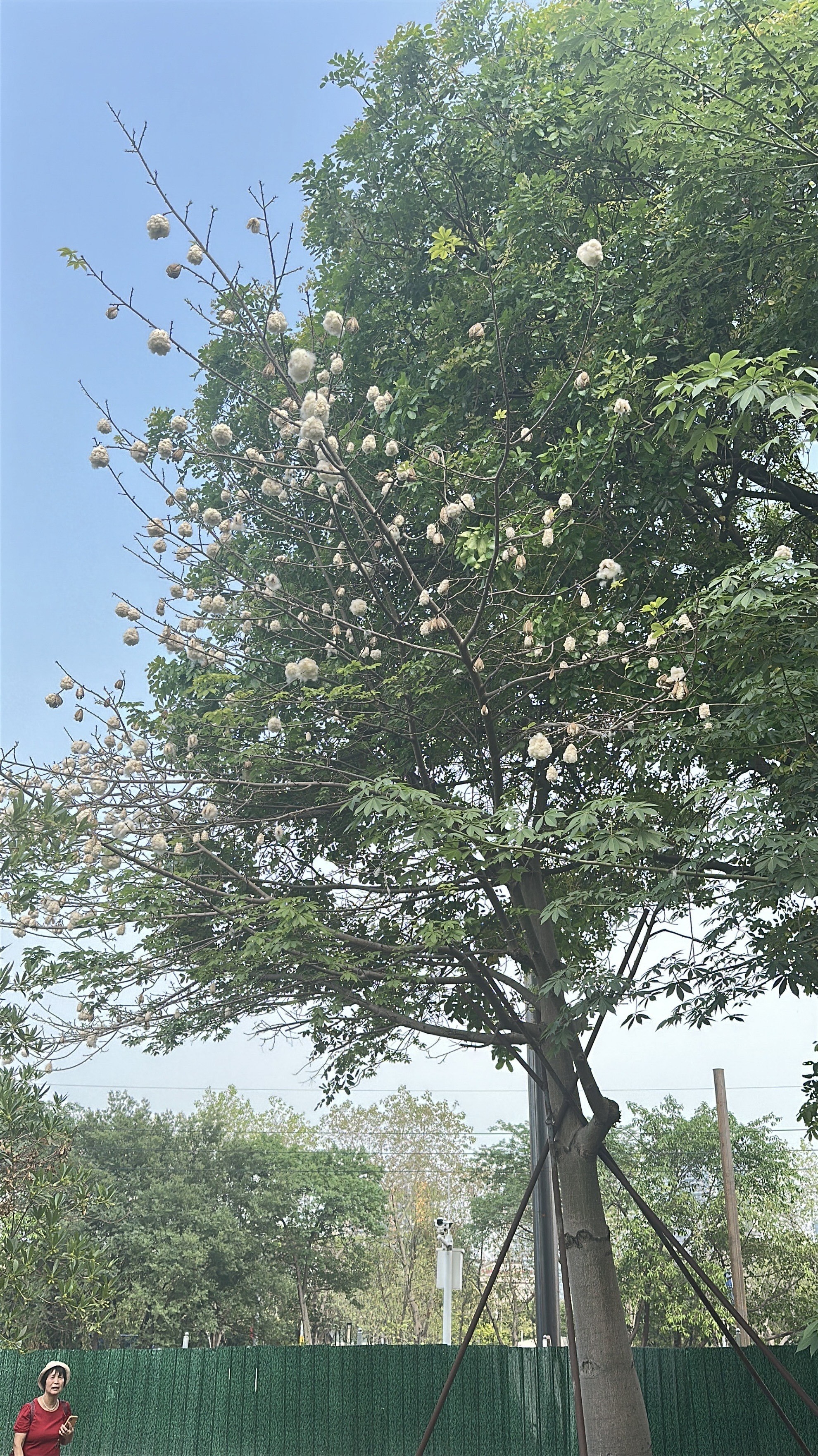 🌳陈田花园的异木棉果实大变身啦
