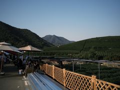 -龙坞茶村