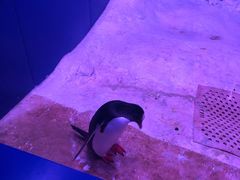 -暹罗海洋世界