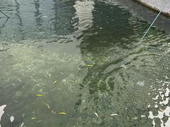 -可心烤鱼