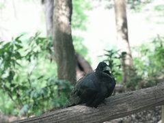-井之头恩赐公园