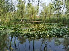 -永定河休闲森林公园