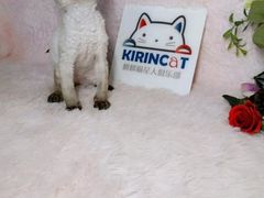 -十年猫舍·猫咪专门店(普陀店)