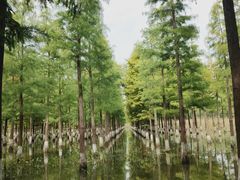 -泗洪洪泽湖湿地景区