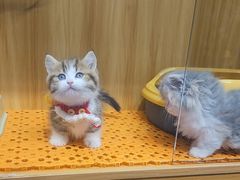 -欣宠猫屋·矮脚拿破仑·蓝金金渐层