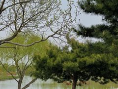 -塘沽森林公园