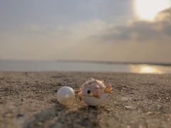 -碧海金沙