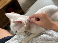 -猫大福·Fortune Cat猫舍(百子湾店)