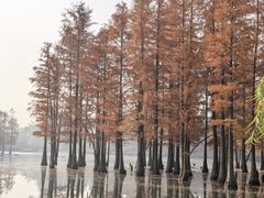 -白鹭湾湿地公园