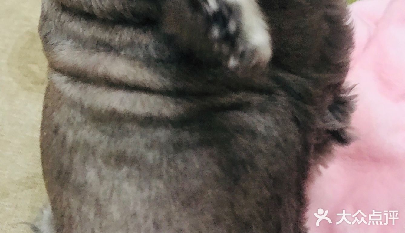 自从狗子把毛剃秃了，发现它真胖啊…
