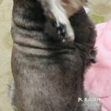 自从狗子把毛剃秃了，发现它真胖啊…