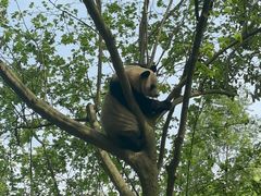 -都江堰中华大熊猫苑