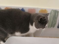 -滚猫咖啡·猫咖·猫友好撸猫(未来城店)