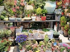 -溪岸路花鸟市场