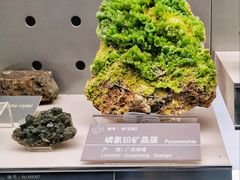 -中国地质博物馆