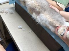 -爱侣·安琦尔宠物医院·中兽医针灸·心内科·狂犬免疫点(宝山区院)
