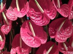 android_upload_pic-澳门十六浦索菲特大酒店