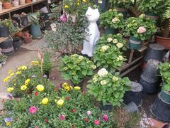 -桂林市花鸟市场