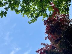 -青果巷历史文化街区