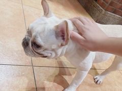 -more than meow吴止猫主题餐厅(承德 中船汇店)