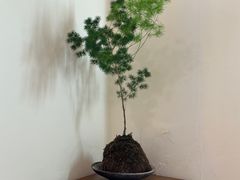 -小茶闲舍·观景商务茶馆(广州塔店)