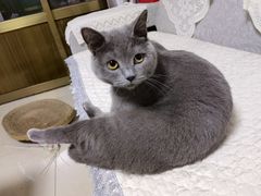 -宠福鑫康馨动物医院·骨科·眼科