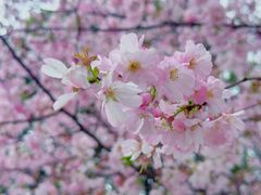 -顾村公园