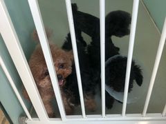 -北京恒爱动物医院(清景园分院)