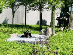 -卧龙中华大熊猫苑神树坪基地