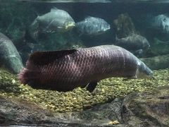 -暹罗海洋世界