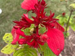 -中国科学院西双版纳热带植物园