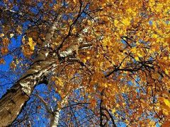 -塞罕坝国家级自然保护区