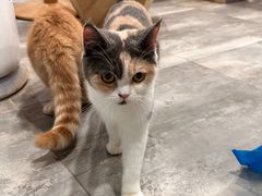 -楼上猫咖(罗湖店)