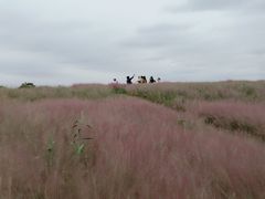 -洪湖湿地生态园