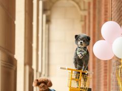 -超宠爱宠物摄影-Super pet