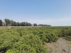 -北海金海湾红树林生态旅游区