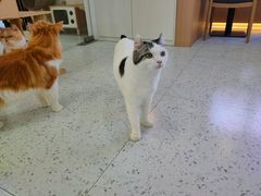 -喵园·猫主题咖啡厅·撸猫·猫咖(国贸店)