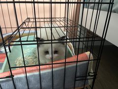 -欣宠猫屋·矮脚拿破仑·蓝金金渐层