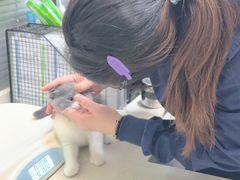 -顺强宠物诊所·狂犬免疫·夜诊·骨科(嘉定店)