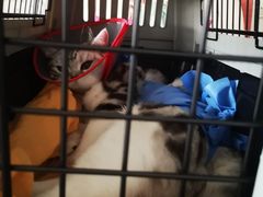 -美联众合动物医院·24h转诊中心