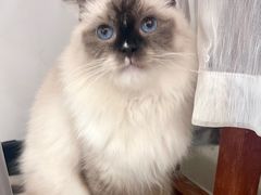 -共舞时光猫咖·狗咖(新街口店)