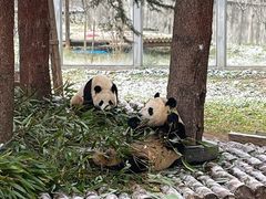 -西安秦岭野生动物园