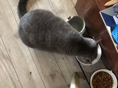 -海边的猫和咖啡馆
