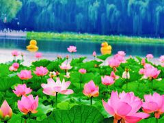 -莲花池公园