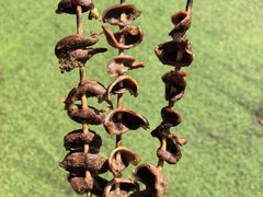 -大夫山顺驰自助烧烤场