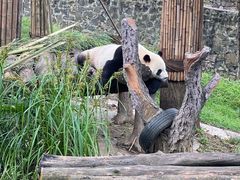 -都江堰中华大熊猫苑